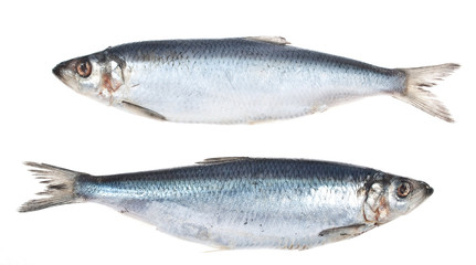 Herring