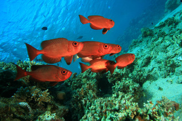 Shoal of Crescent-tail Bigeye fish on a coral reef