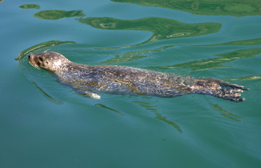 Seal in Aquarium Finisterrae, La Coruna, Spain