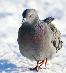 gołąb
