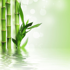 Fototapeta na wymiar Zielony bambus tle