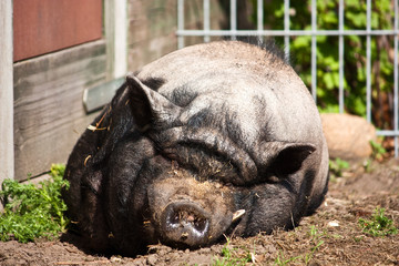 liegendes Schwein