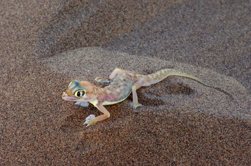 gecko palmé 4