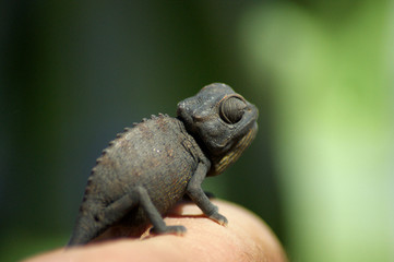 caméléon 3