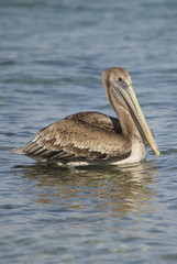Pellicano marrone in Messico