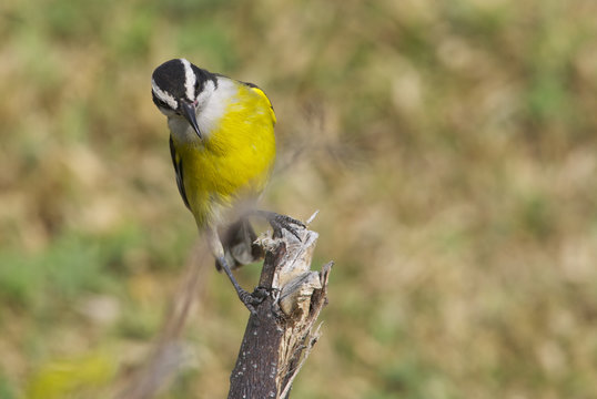 Cardellino messicano
