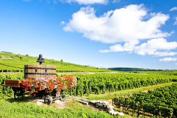 vineyards of Cote de Beaune near Pommard, Burgundy, France