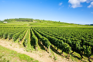 Fototapeta na wymiar winnice Côte de Beaune pobliżu Pommard, Burgundia, Francja