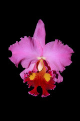 Purple cattaliya orchide