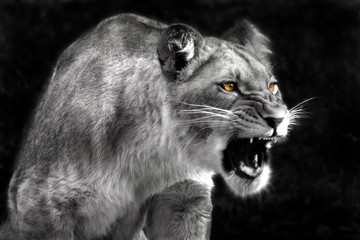 Fototapeta na wymiar Wściekły lwica