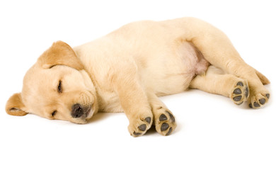 Labrador retriever puppy sleeping