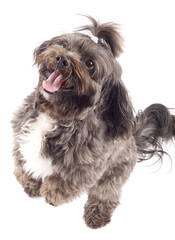 Havanese dog standing on his hind legs