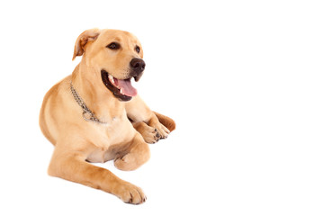 seated Puppy Labrador retriever