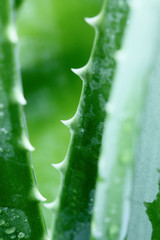 aloe vera