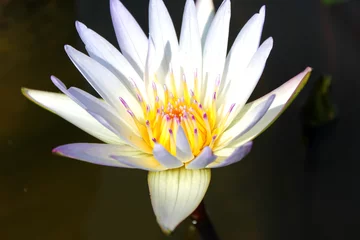 Foto auf Acrylglas Wasserlilien Weiße Seerose