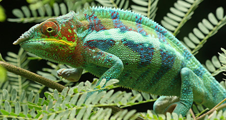 camaleonte fra le fronde