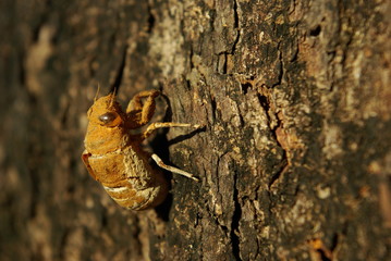 cicada
