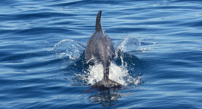 salto del delfino