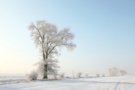 Frosty winter tree in the field in a cloudless morning