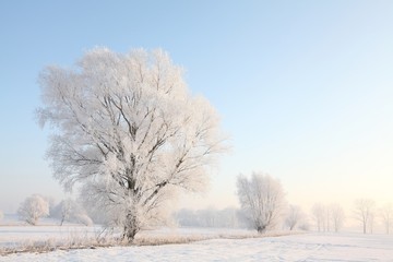 Frosty winter tree against the blue sky at sunrise