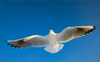 möwe