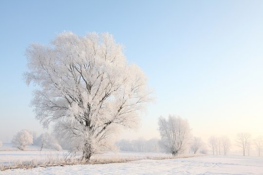 Frosty winter tree against the blue sky at sunrise