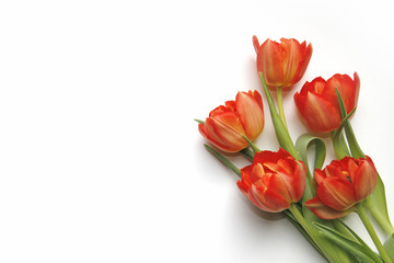 Tulpen1