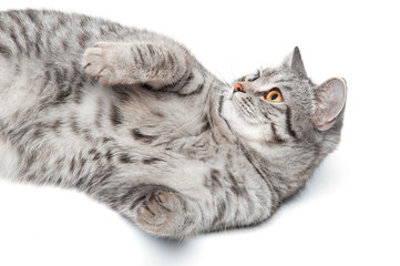 Isolated grey cat
