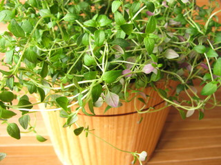 Thymian im Blumentopf