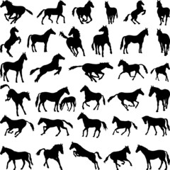 Horses various postures silhouettes