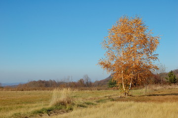 Fototapeta premium Yelow tree