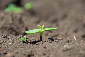 Young green sprout making the way from soil