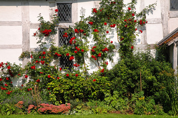 Fototapeta na wymiar Red Climbing Roses on a Medieval Manor House