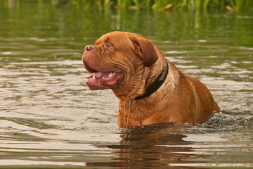 Wrinkled young Dogue De Bordeaux swimming in forest lake