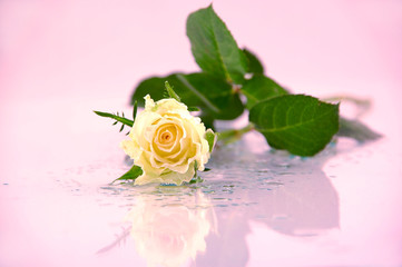 white rose