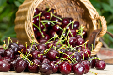Harvested Cherries