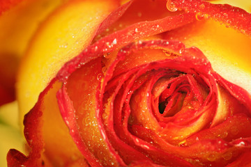 Rose macro