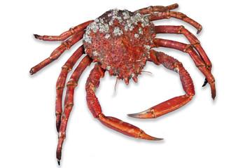 wonderful red cooked crab