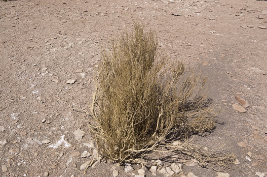 Efedra (Ephedra breana)