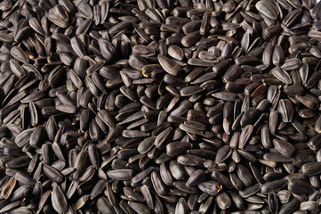Sunflower Seed background