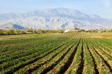 Fototapeta na wymiar Green onion field in central Asia