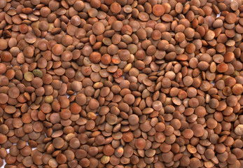 Brown Lentils (lens culinaris)