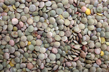 Green Lentils (lens culinaris)