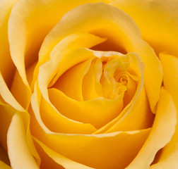 Fototapeta na wymiar Gelbe Rose