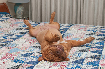 Dog is comfortably lying upside down on her back on the bed