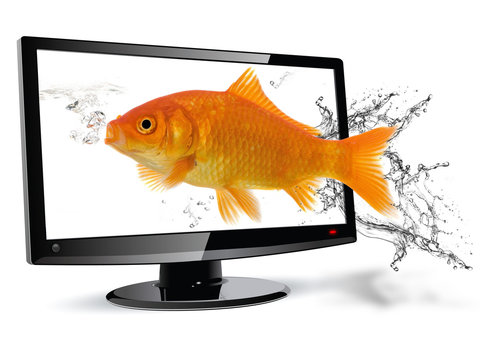 pesce televisore