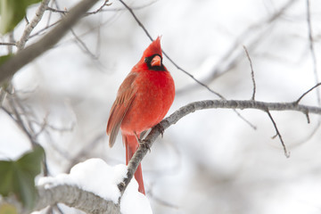 Male northern Cardinal - Winter