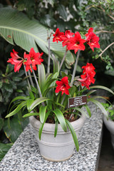 amaryllis
