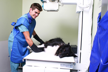 Dog having an x-ray
