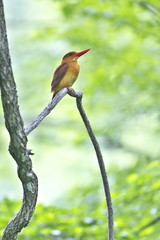 アカショウビン